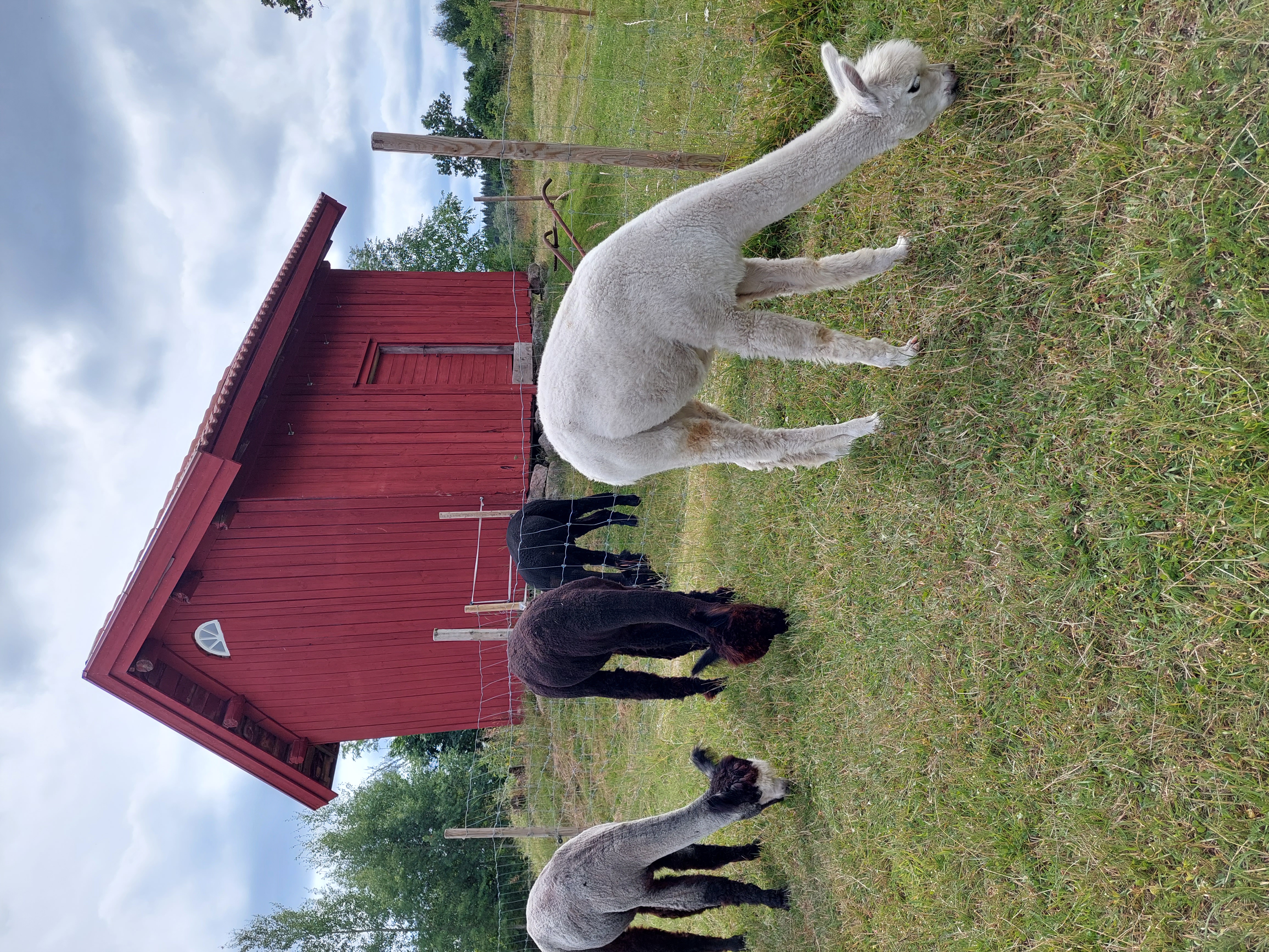 Välkommen till Källagården Shanti, Alannah och Clara-Marie❣️